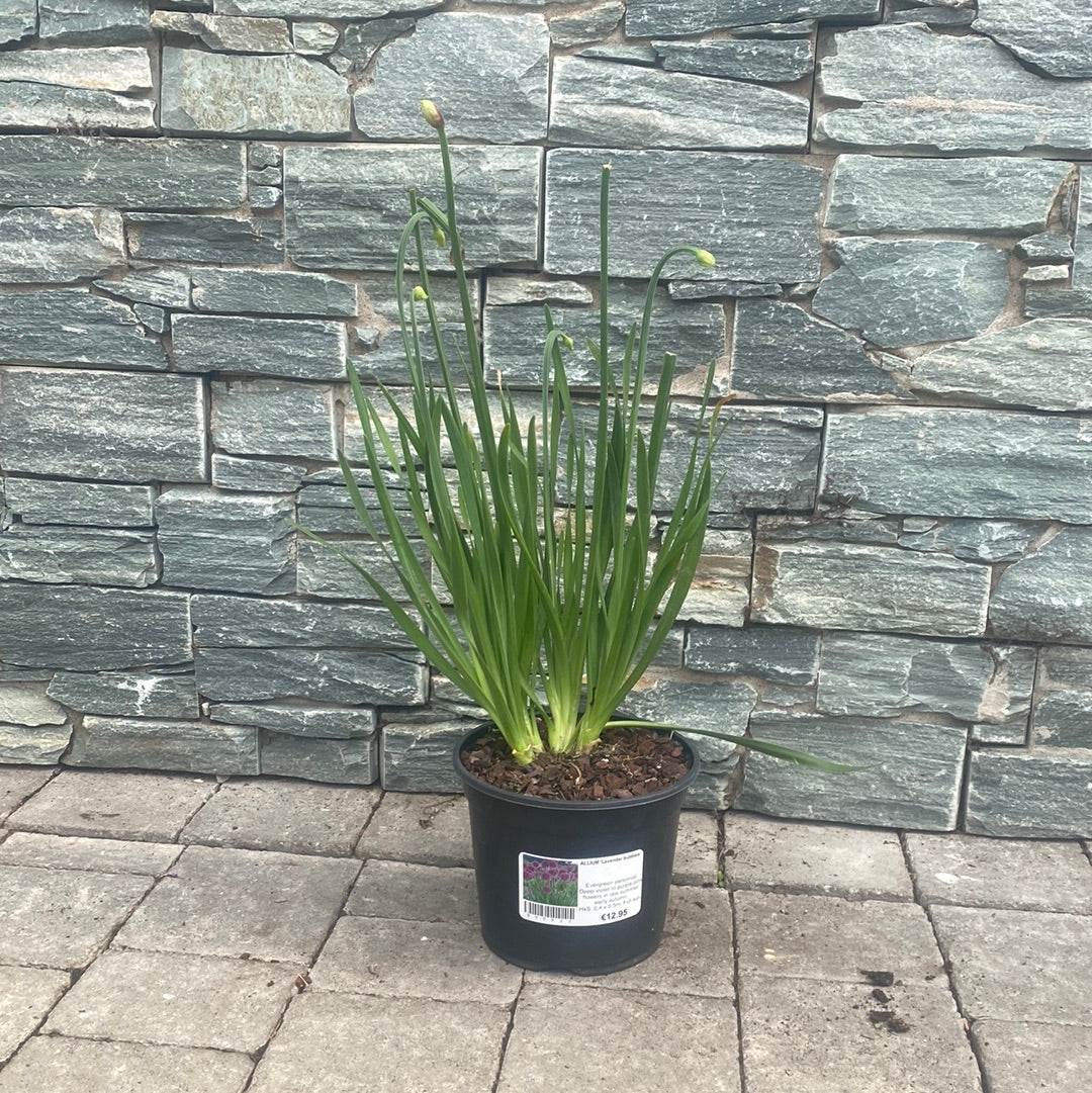 ALLIUM Lavender Bubbles