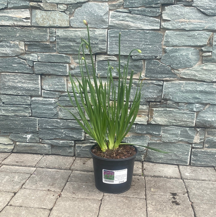ALLIUM Lavender Bubbles
