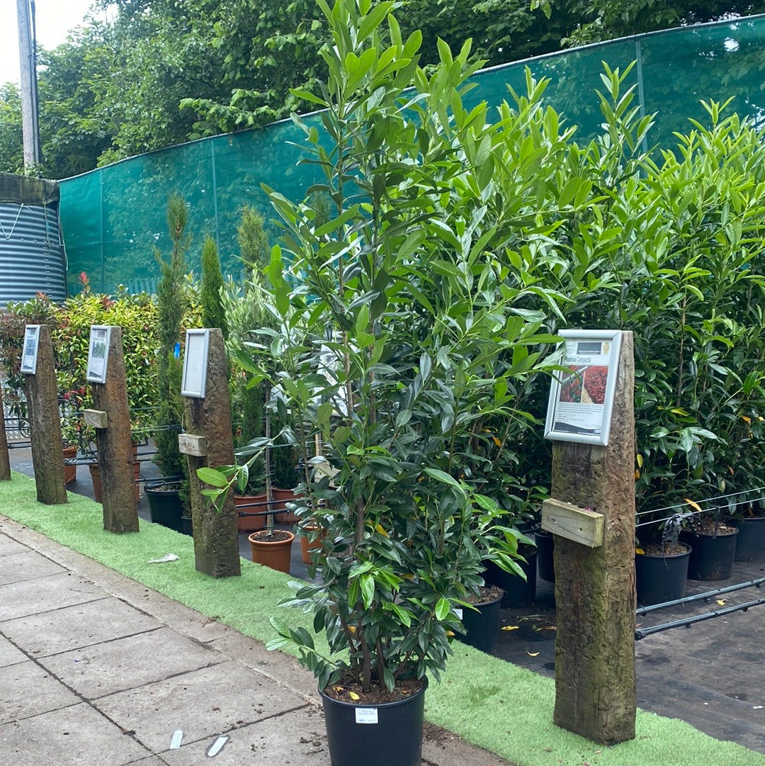 Prunus lau. Caucasica 200cm