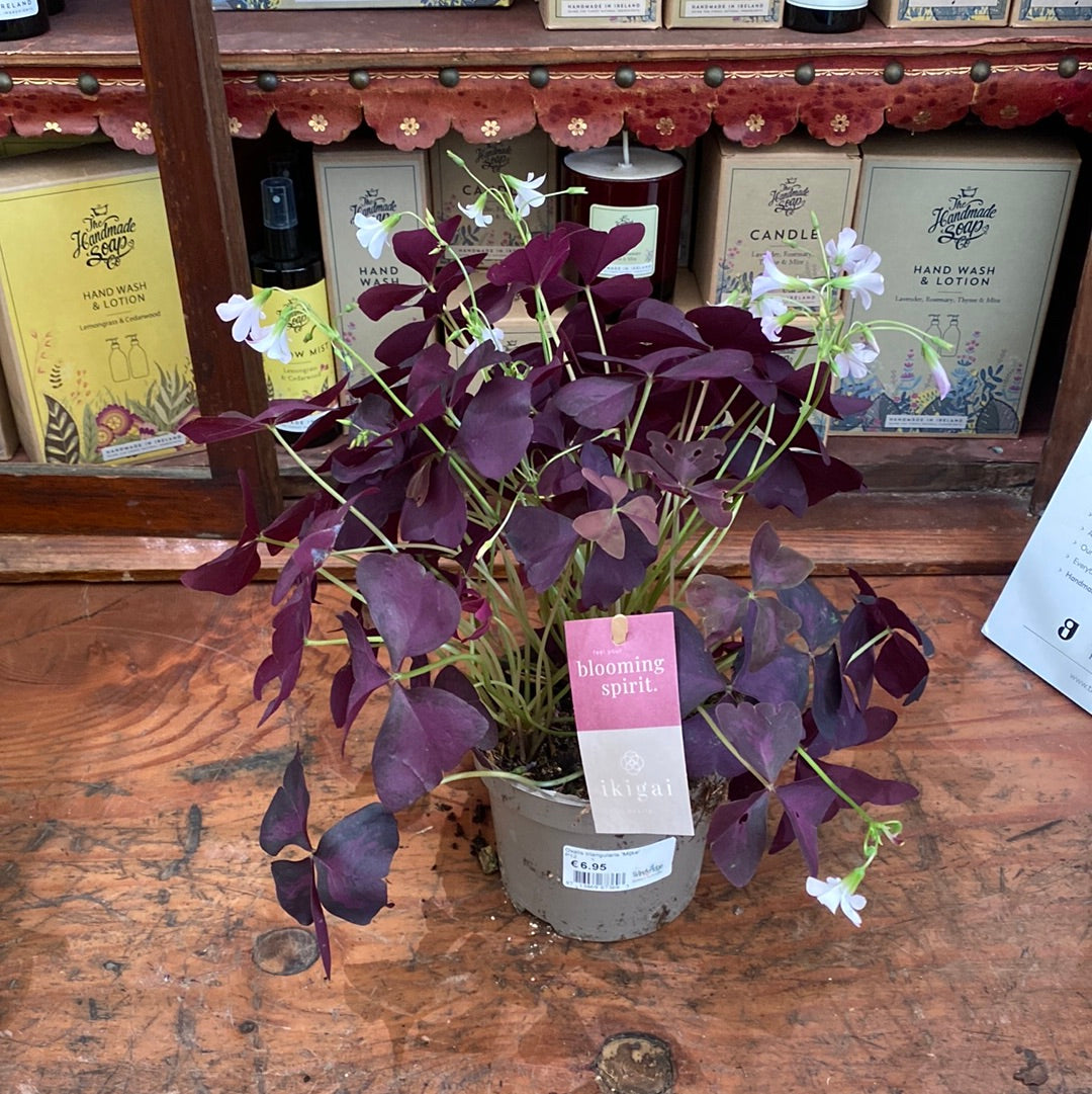 False Shamrock Oxalis triangularis Mijke (12cm Pot)