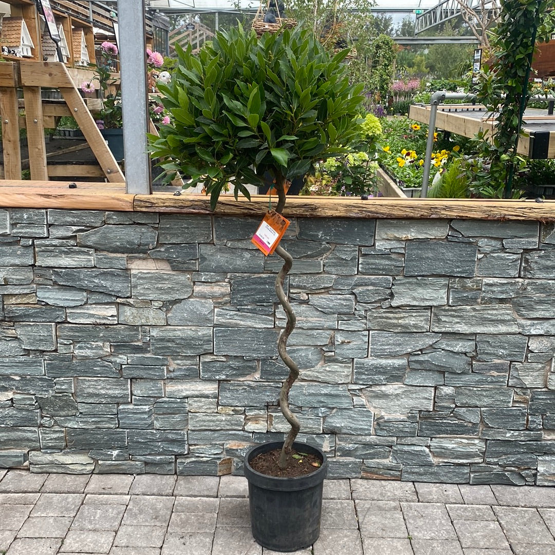 Bay Standard 3/4 SPIRAL Stem Crown 45/50cm Pot 25cm