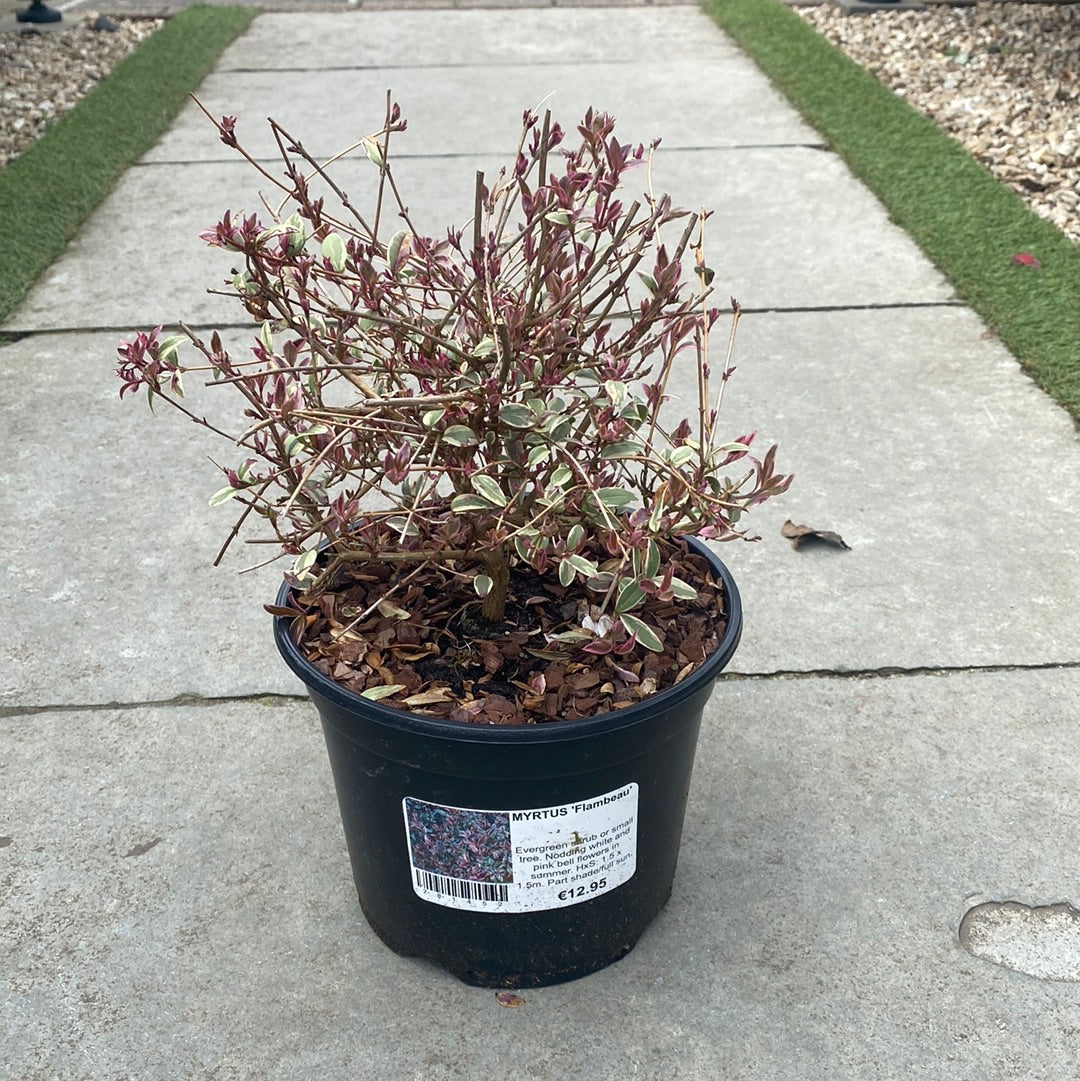 MYRTUS Flambeau 12.95