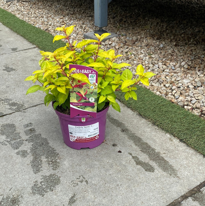 Fuchsia Genii