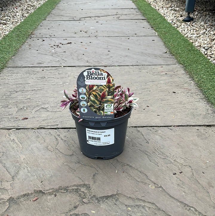 HEBE-Rhubarb-&-Custard-Potted