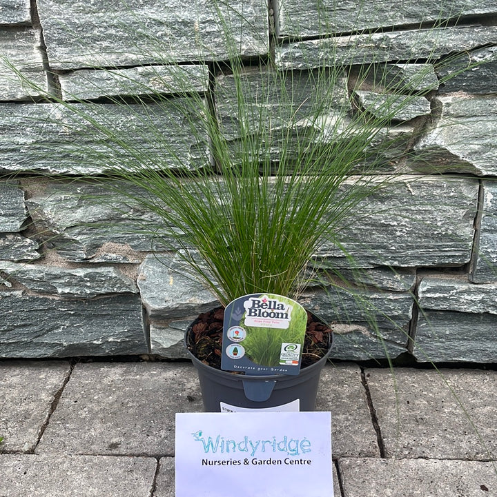 STIPA tenuissima Pony Tails