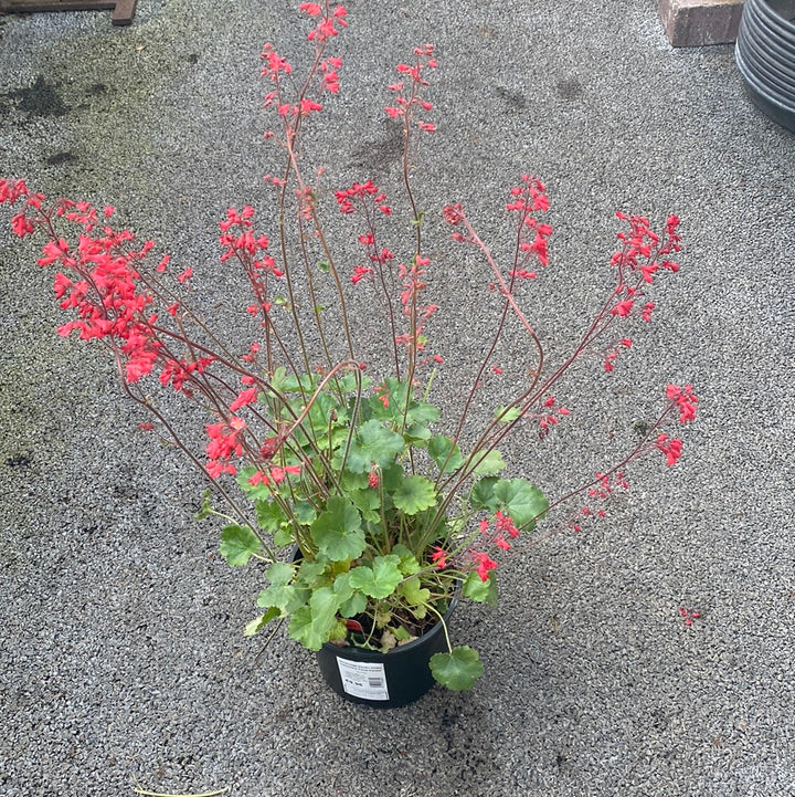 Heuchera Coral Forest