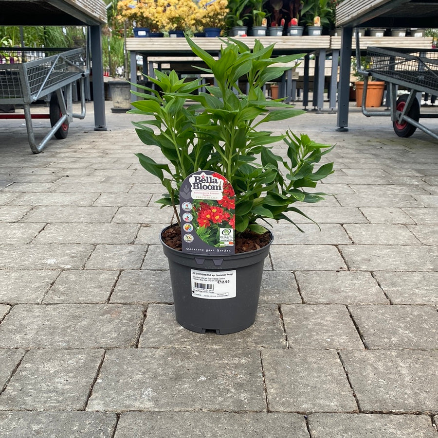 Alstroemeria Sp. Summer Pepper - Herbaceous - Windyridge Garden Centre