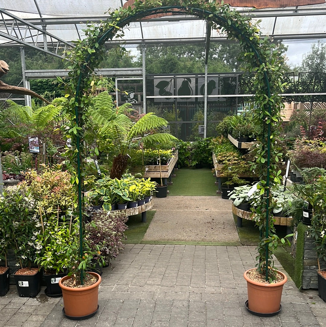 Rhyncospermum Jasminoides Cont. Arco Doppio 20 Cm Wide - Climbers - Windyridge Garden Centre
