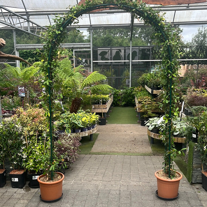 Rhyncospermum Jasminoides Cont. Arco Doppio 20 Cm Wide - Climbers - Windyridge Garden Centre
