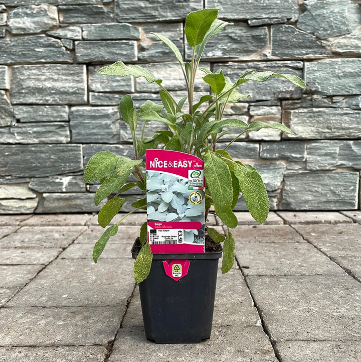 Sage 9cm