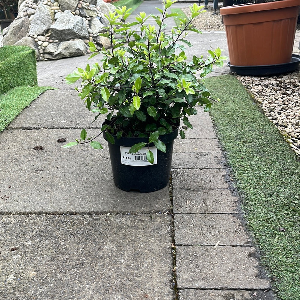 Pittosporum Gold Ball - Shrubs - Windyridge Garden Centre