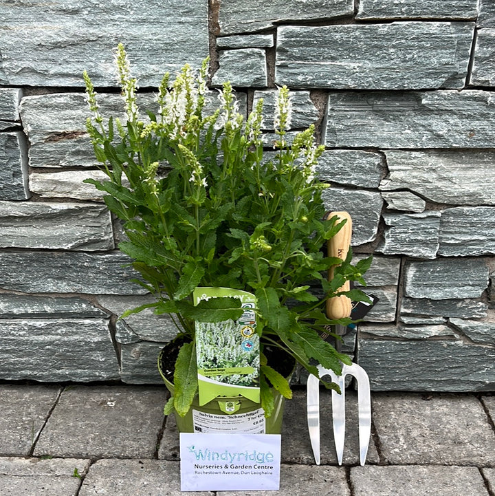 Salvia-Nemorosa-Schneehugel-Potted