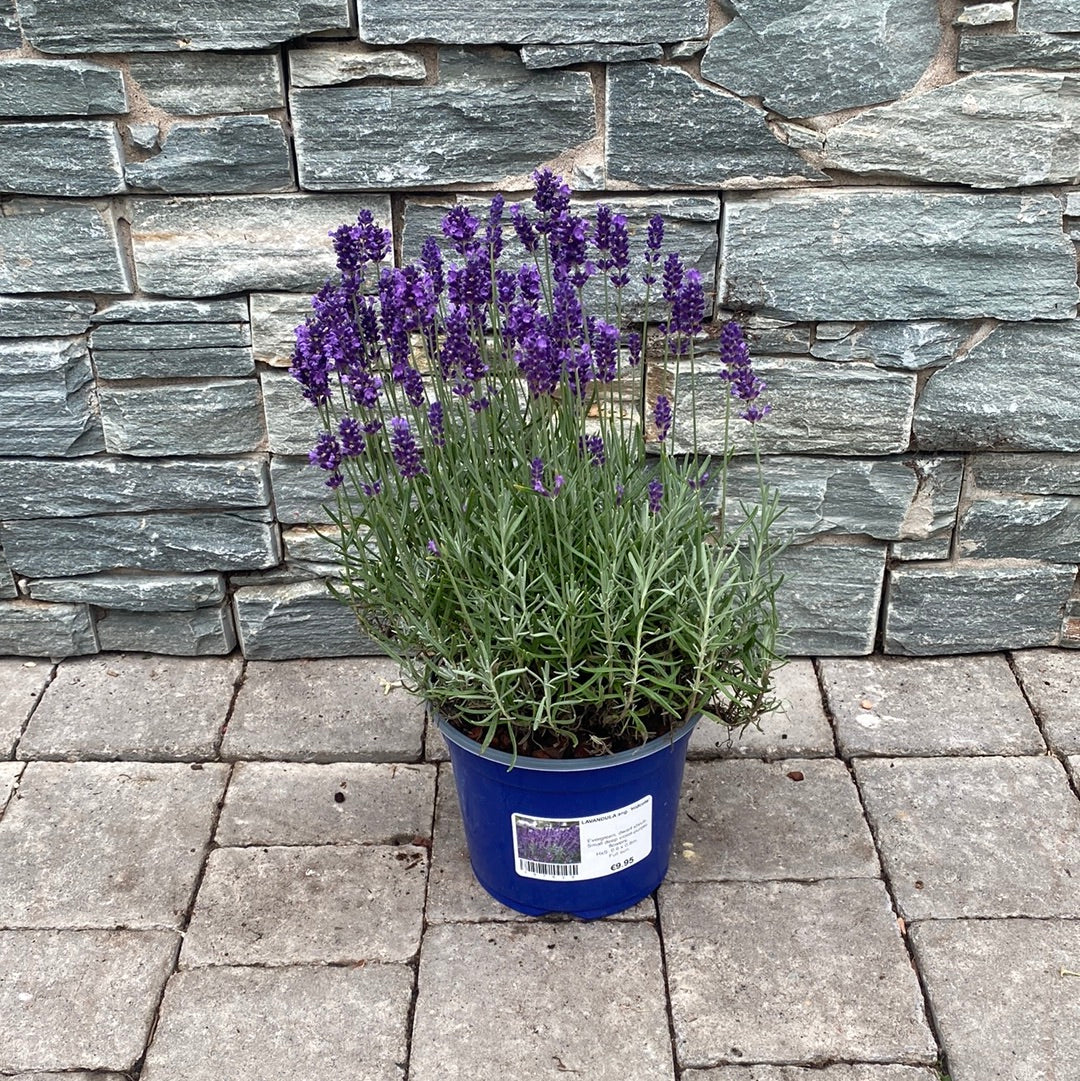 English Lavender (Lavandula Angustifolia Hidcote)