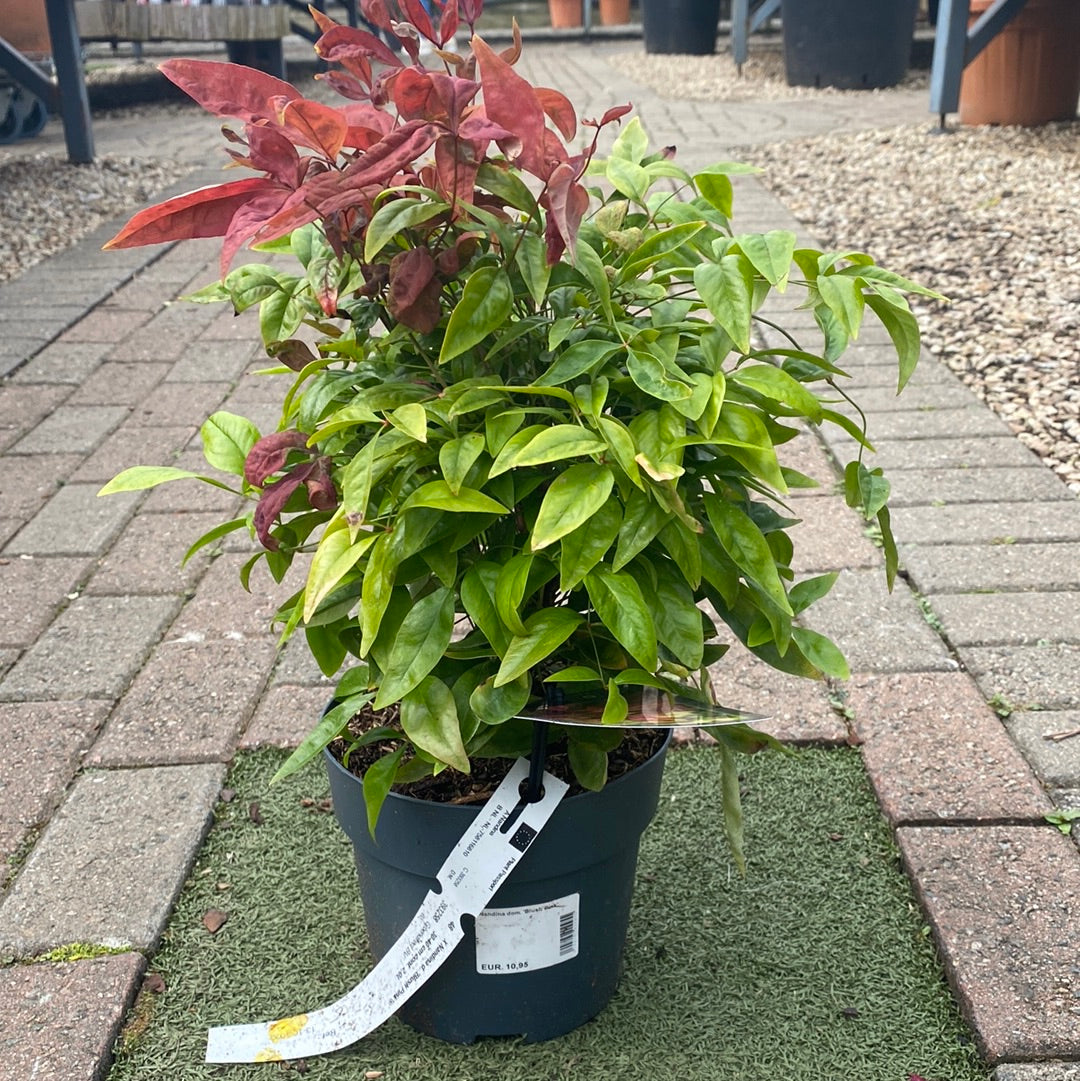 Nandina dom. Blush Pink