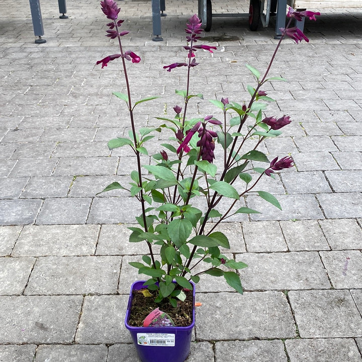 Salvia Love & Wishes