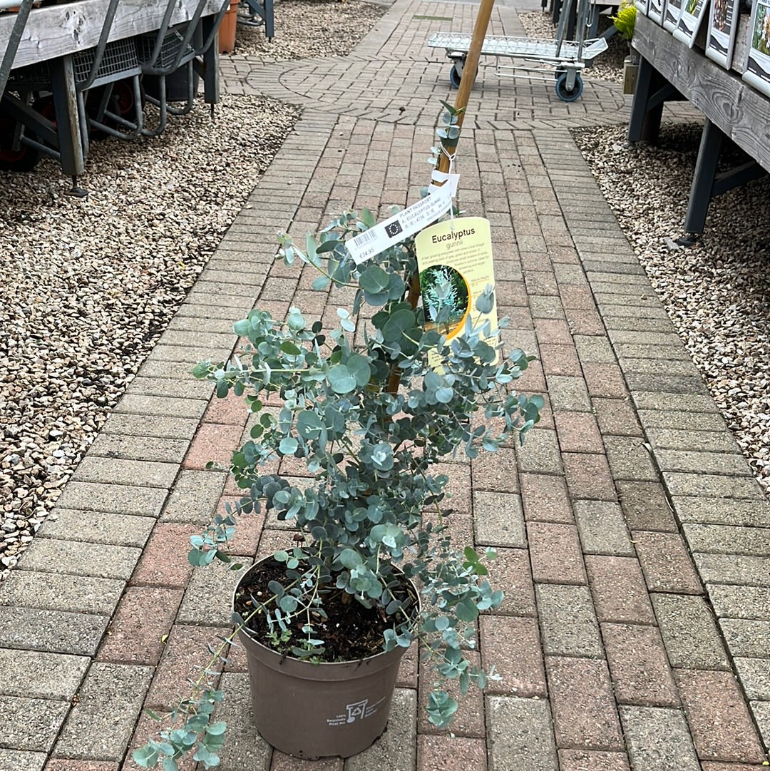 EUCALYPTUS GUNNII