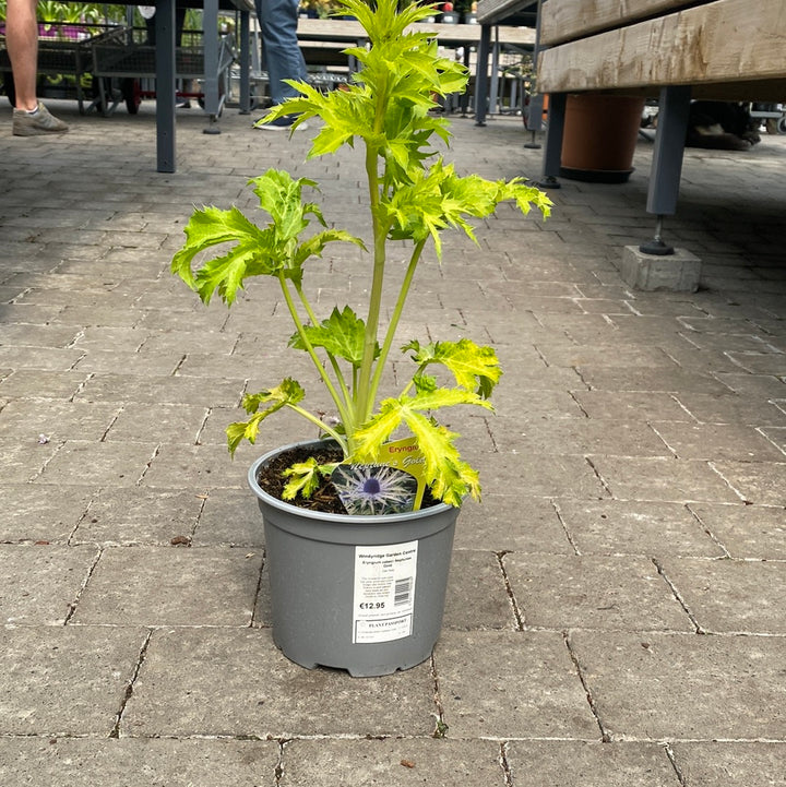 Sea Holly (Eryngium Zabelii Neptunes Gold)