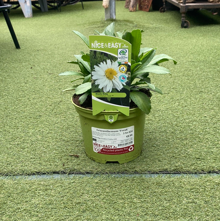 Leucanthemum  Freak