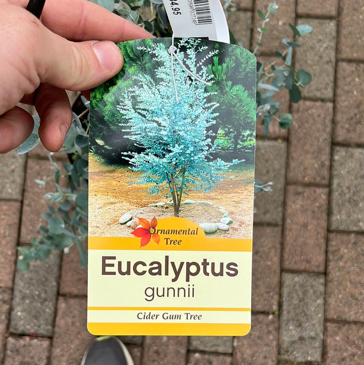 EUCALYPTUS GUNNII