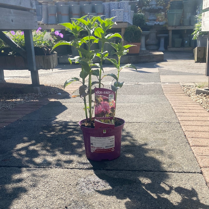 Bee Balm (Monarda Pink Lace)