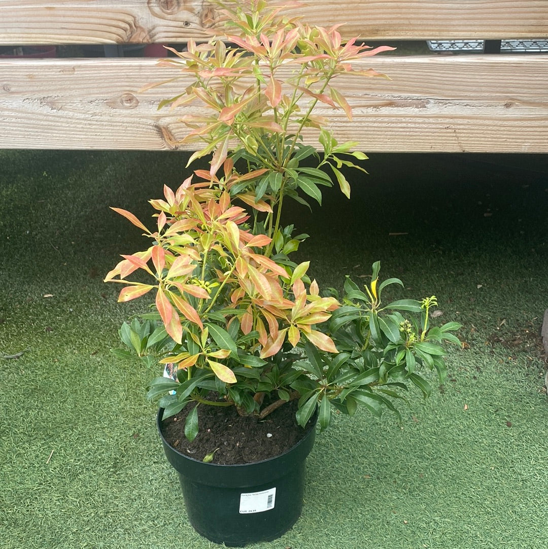 Pieris jap. Valley Valentine