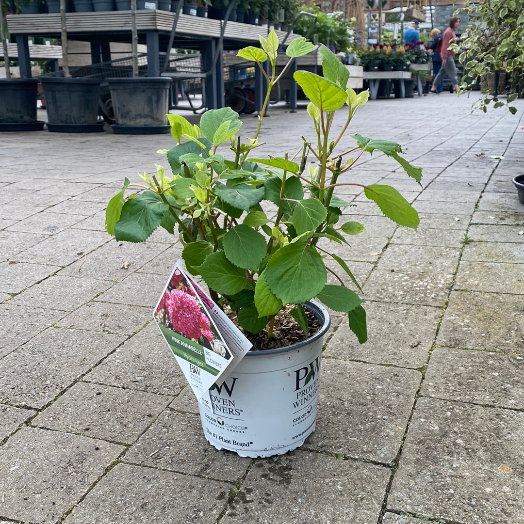 Hydrangea arbor. Pink Annabelle  3 Ltr pot