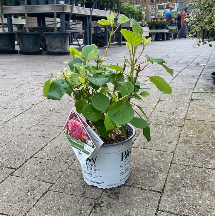 Hydrangea arbor. Pink Annabelle  3 Ltr pot