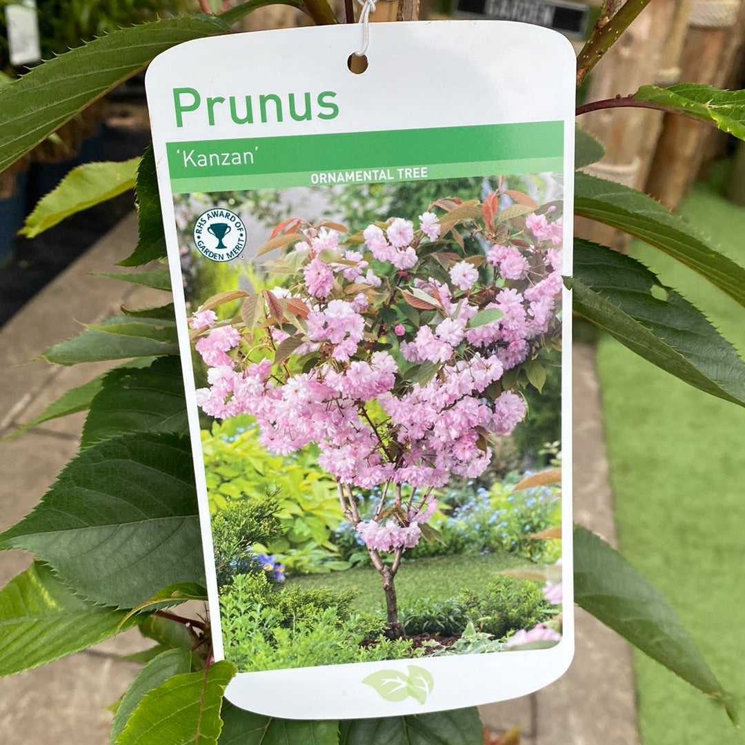 Prunus Kanzan