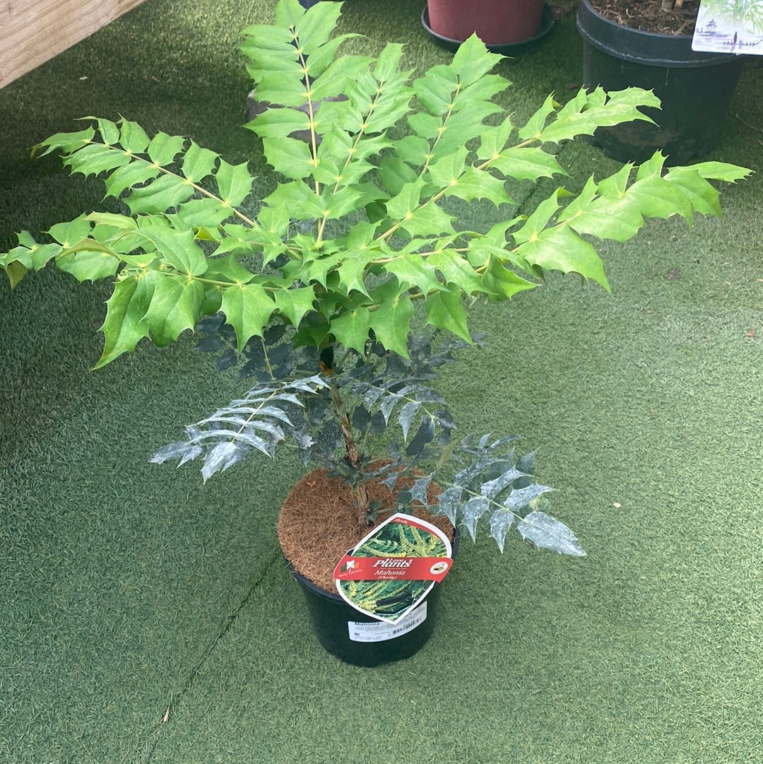 Mahonia A X Media Charity - Shrubs - Windyridge Garden Centre