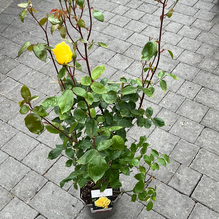 Rosa Golden Showers Climbing