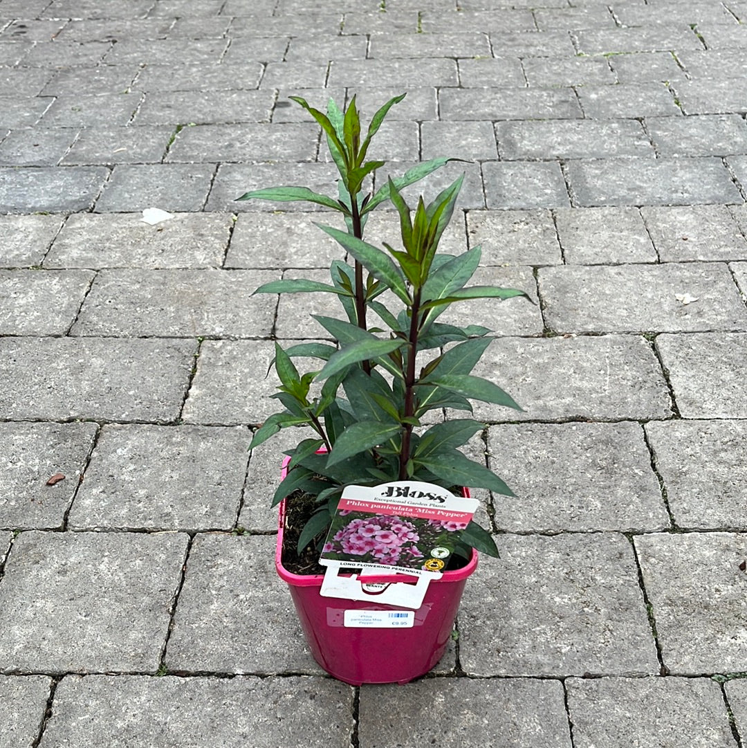 Phlox paniculata Miss Pepper 2L