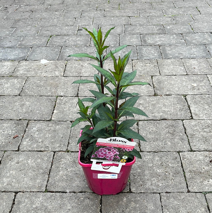 Phlox paniculata Miss Pepper 2L