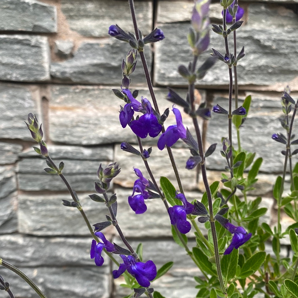 Autumn Sage Salvia Greggii Blue Note (3Ltr Pot) - Herbaceous - Windyridge Garden Centre