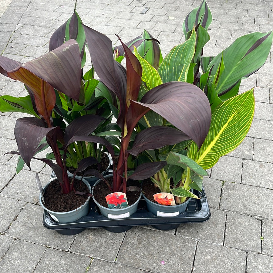 Canna Exclusive Mix - Herbaceous - Windyridge Garden Centre