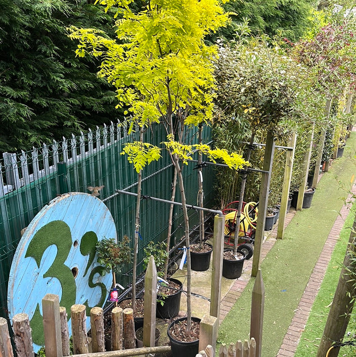 ROBINIA PSEUD. 'FRISIA' CLT 35