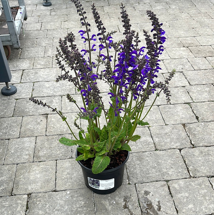 SALVIA Fashionista Evening Attire 3L