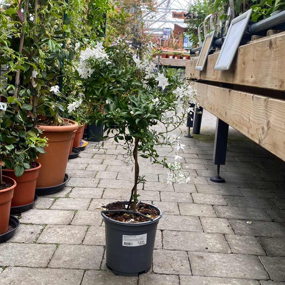 Solanum Jasminoides P19, On A Stem - Standard Trees And Topiary - Windyridge Garden Centre