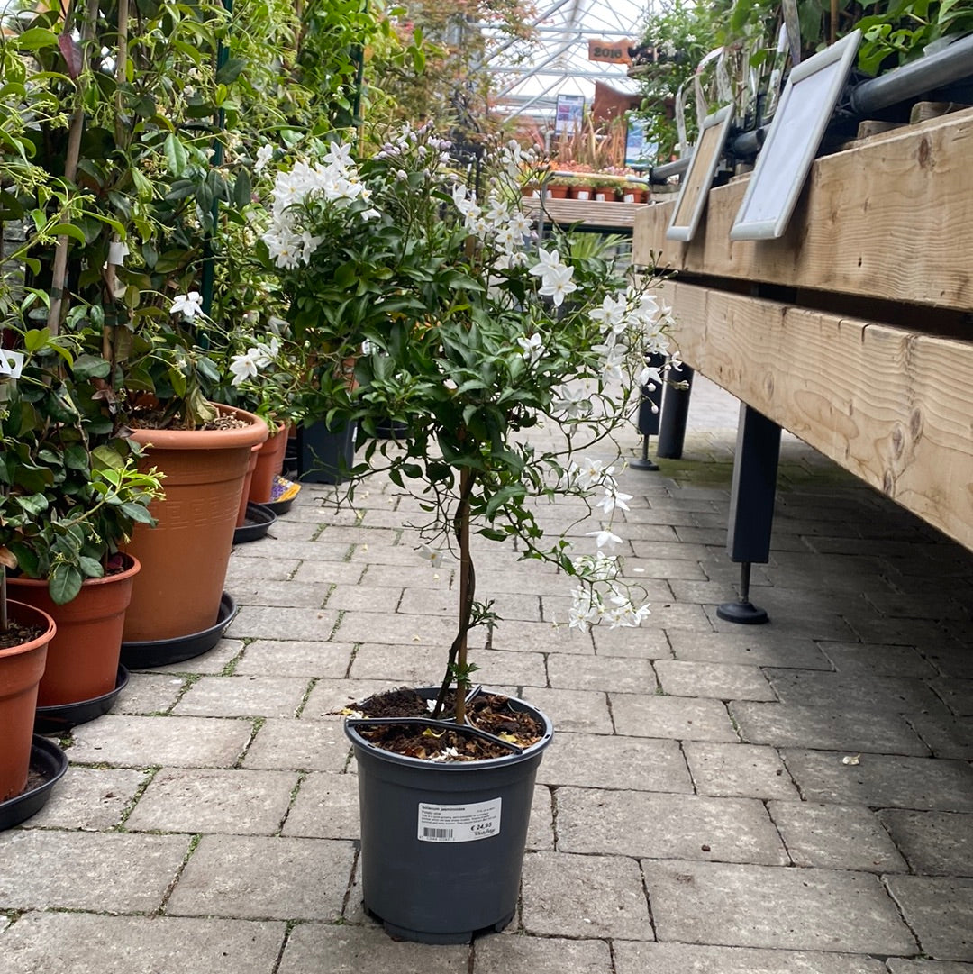 Solanum jasminoides / P19, on a stem