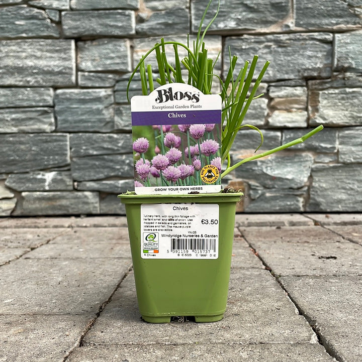Chives 9cm