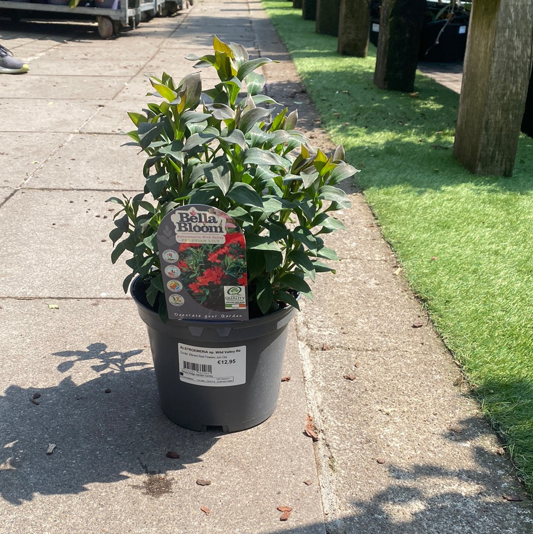 ALSTROEMERIA sp. Wild Valley Red