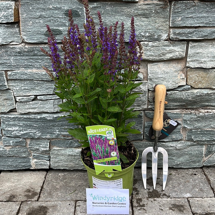 Salvia-Nemerosa-Ostfriesland-Potted