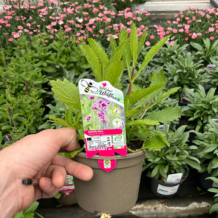 Verbena Bonariensis - Bedding - Windyridge Garden Centre