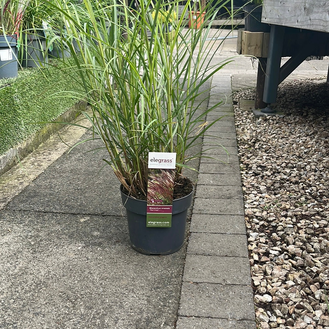 Miscanthus Sin. Red Chief - Herbaceous - Windyridge Garden Centre