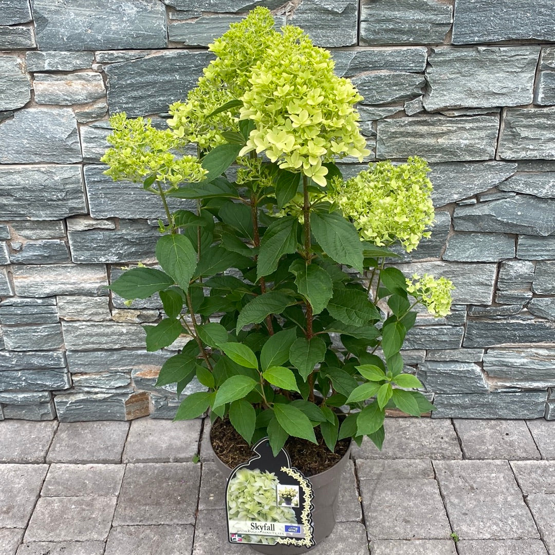 HYDRANGEA PAN. SKYFALL