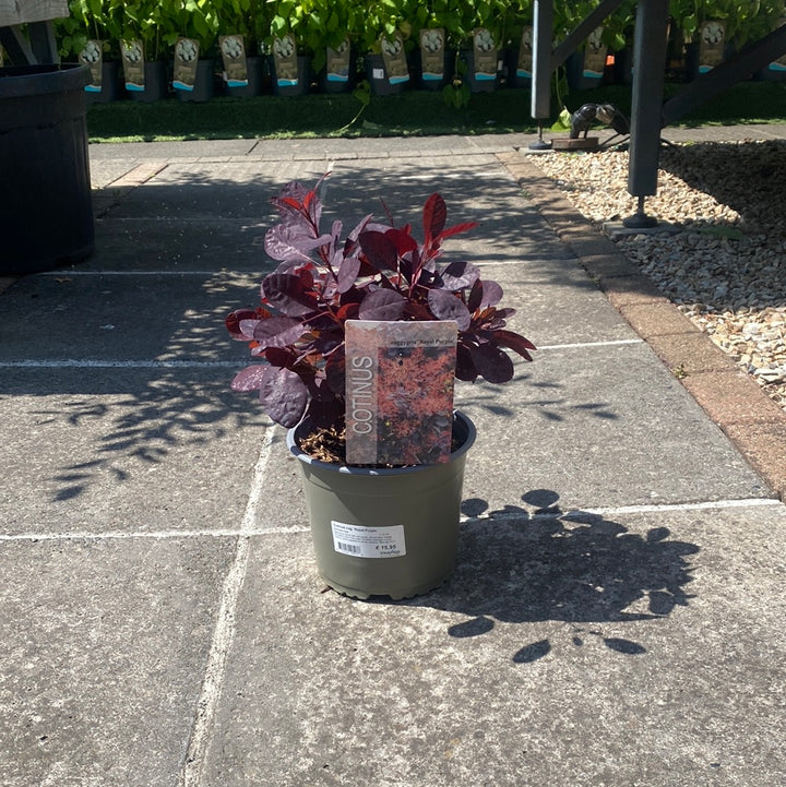 Cotinus cog. Royal Purple  3 Ltr pot