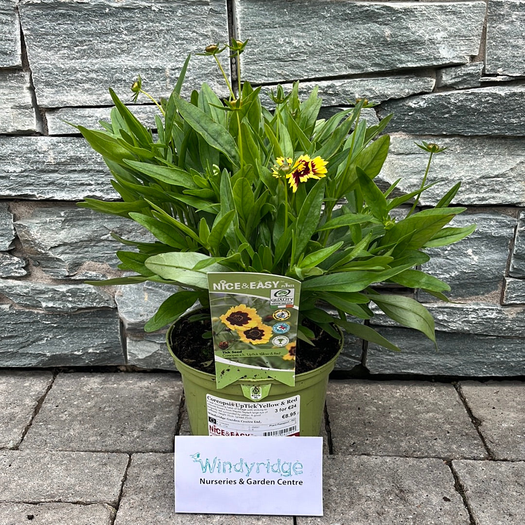 Tickseed (Coreopsis UpTick Yellow And Red)