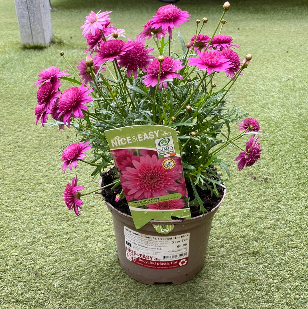 Argyranthemum M. Crested Hot Pink