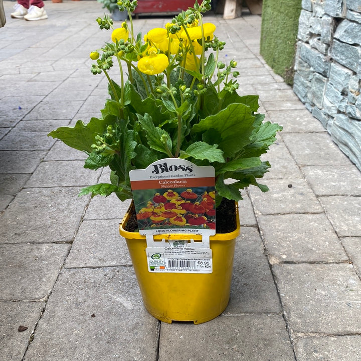 Calceolaria Yellow