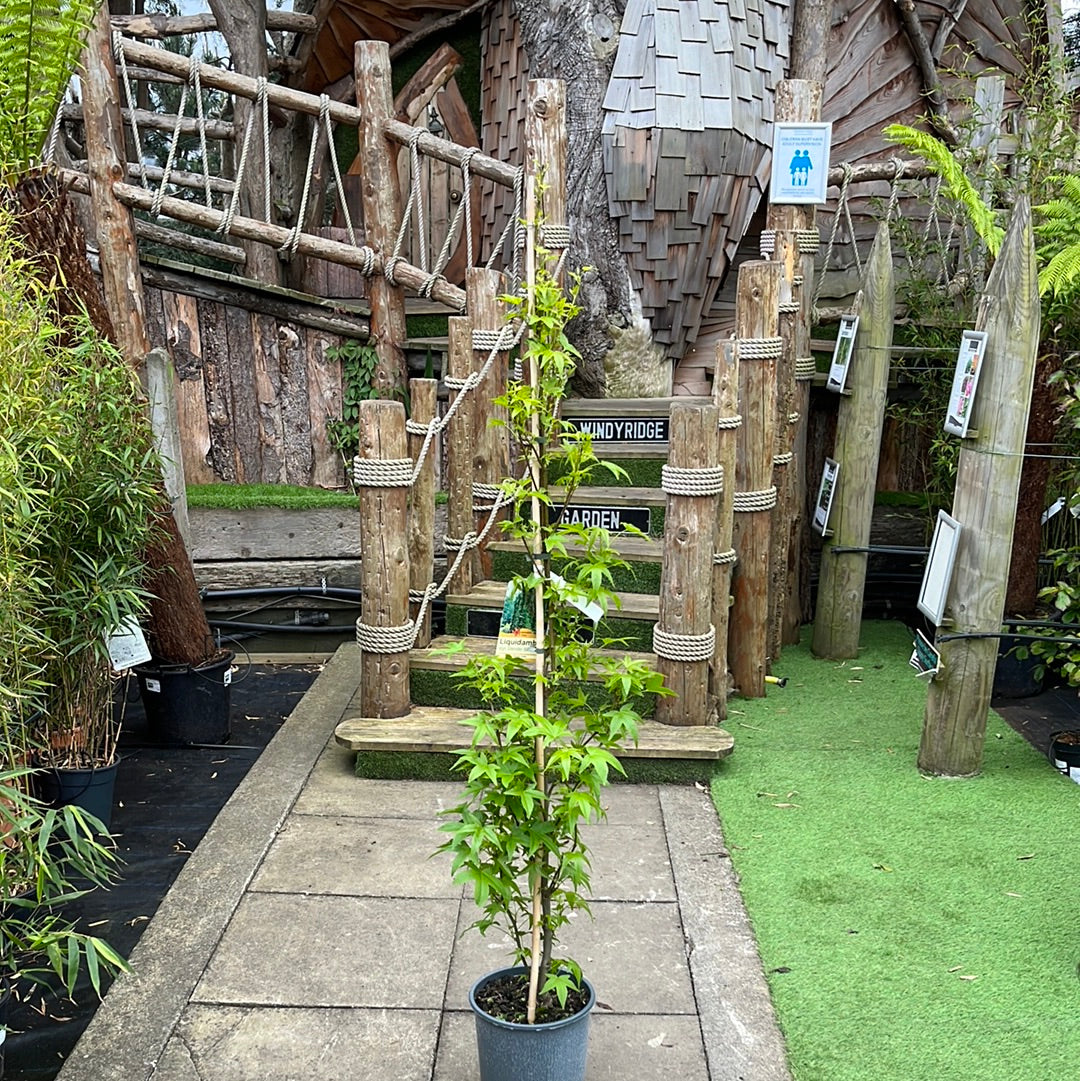 LIQUIDAMBER S. SLENDER SILHOUETTE