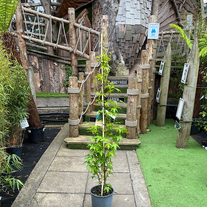 LIQUIDAMBER S. SLENDER SILHOUETTE